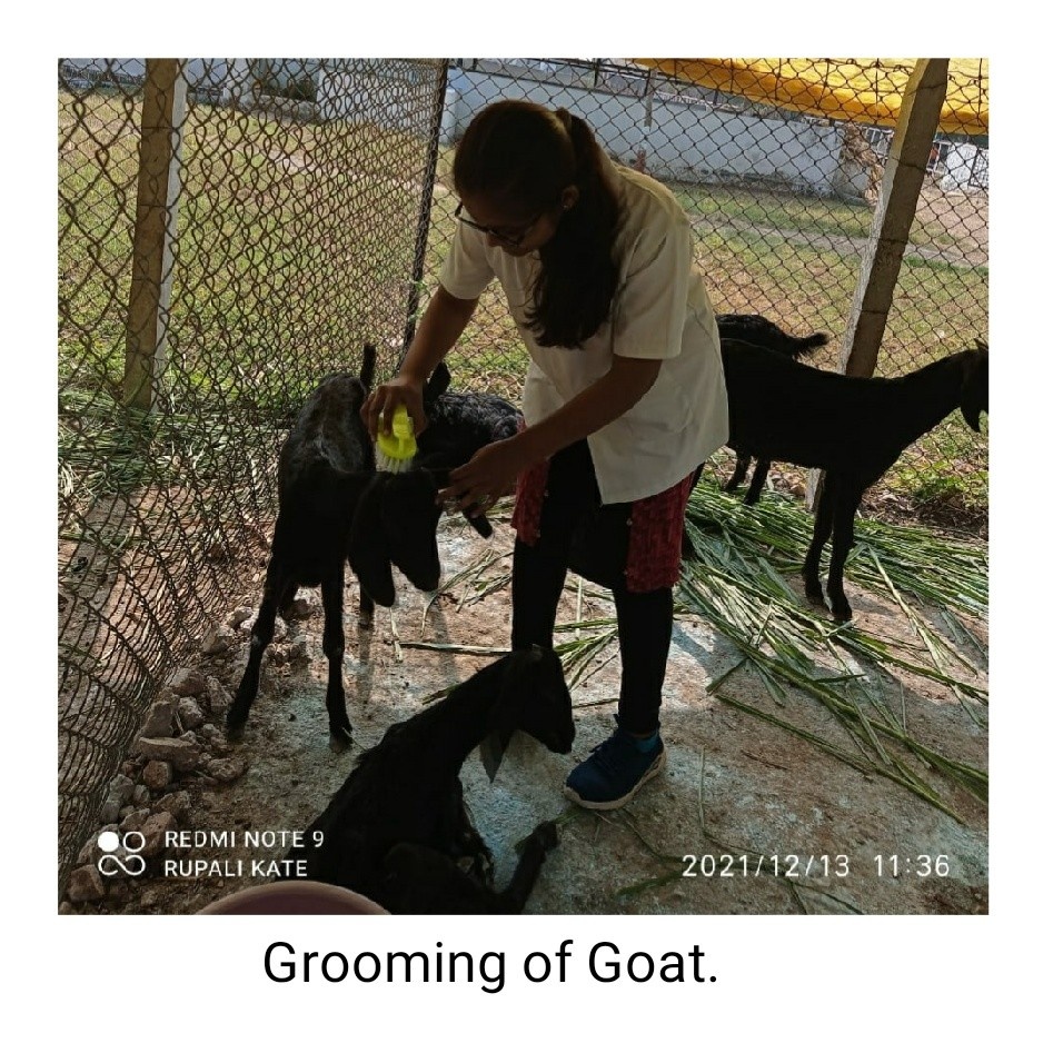 Grooming Of Goats